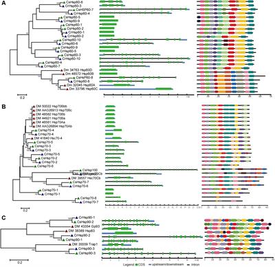 Genome-Wide Identification, Characterization and Expression Analyses of Heat Shock Protein-Related Genes in a Highly Invasive Ascidian Ciona savignyi